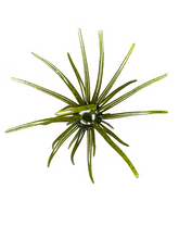 Load image into Gallery viewer, Hag's Prickly Pear 19mm