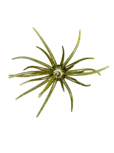 Load image into Gallery viewer, Hag's Prickly Pear 19mm