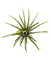 Hag's Prickly Pear 19mm