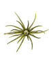 Hag's Prickly Pear 19mm